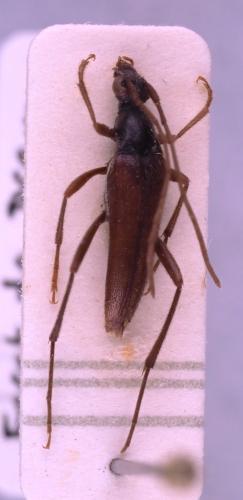 Réf. 316 456 : Stenurella sp.